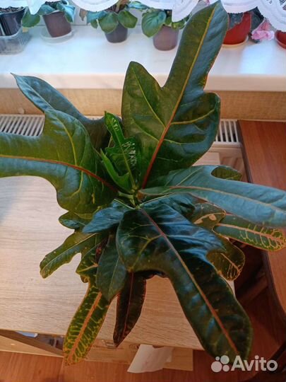 Кодиеум кротон