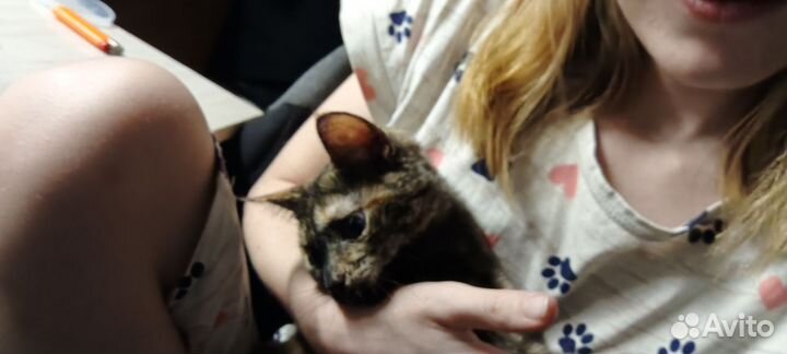 Кошка 4 месяца
