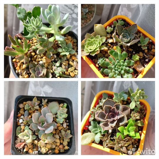 Суккуленты