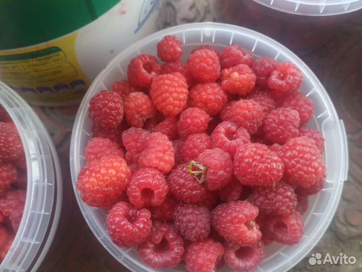 Малина домашняя