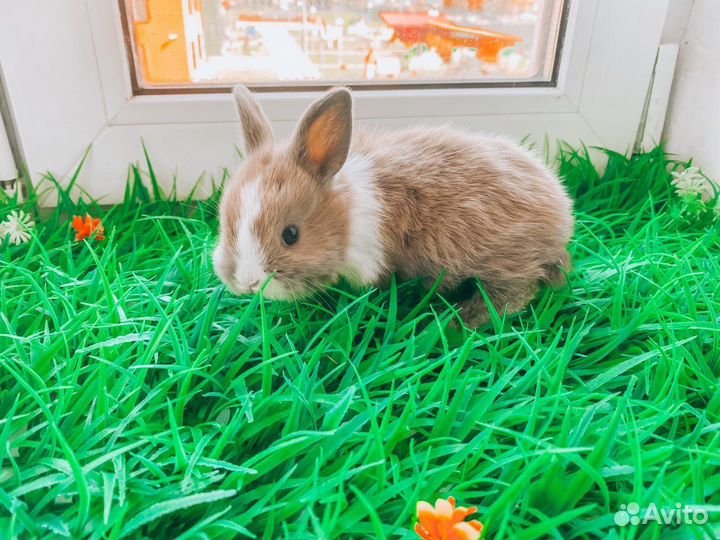 Мини карликовый кролик