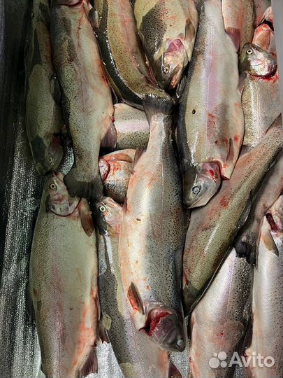 Форель охлажденная