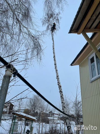 Спил деревьев