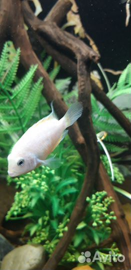 Цихлозома Фламинго