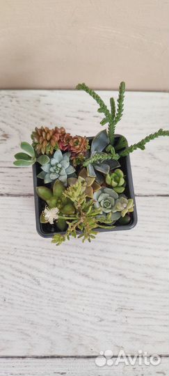 Садики из суккулентов
