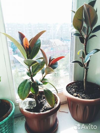 Фикус красный