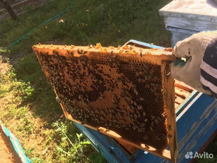 Улей с пчелами