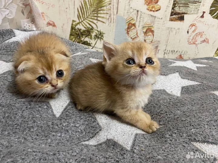Золотые котята