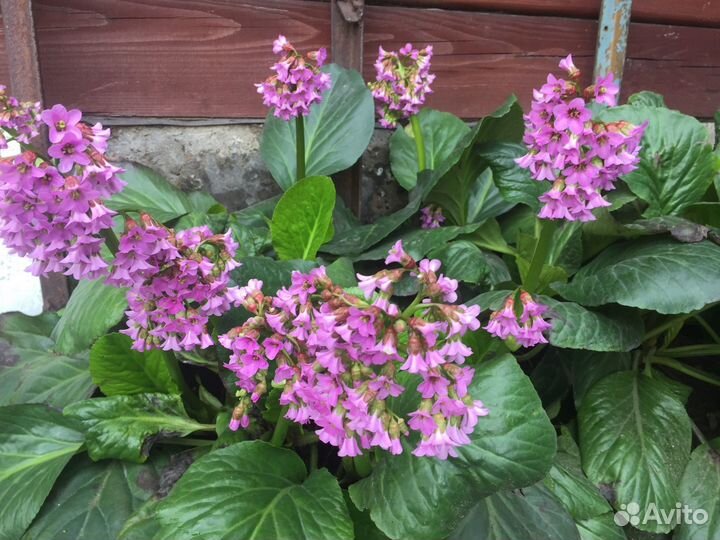 Многолетники для сада:бадан