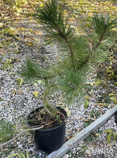 Сосна горная