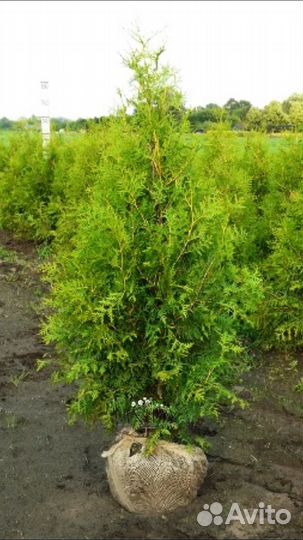 Туя западная «Брабант» (Thuja «Brabant»)