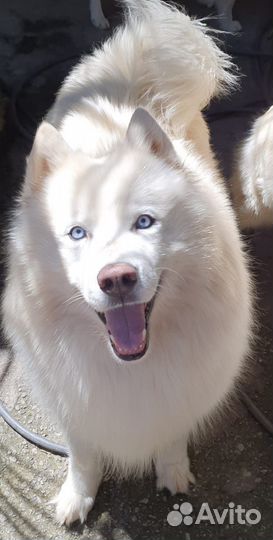 Сибирский хаски