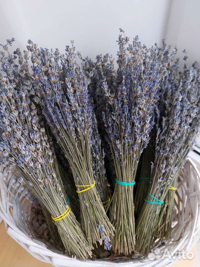 Лаванда,сухоцвет