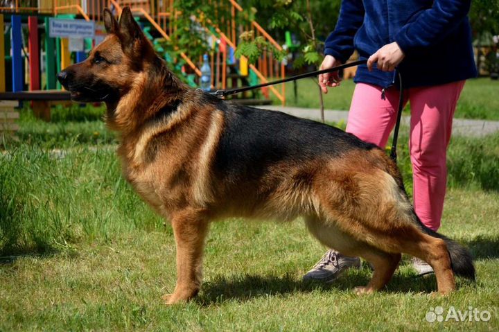 Вязка.Щенки