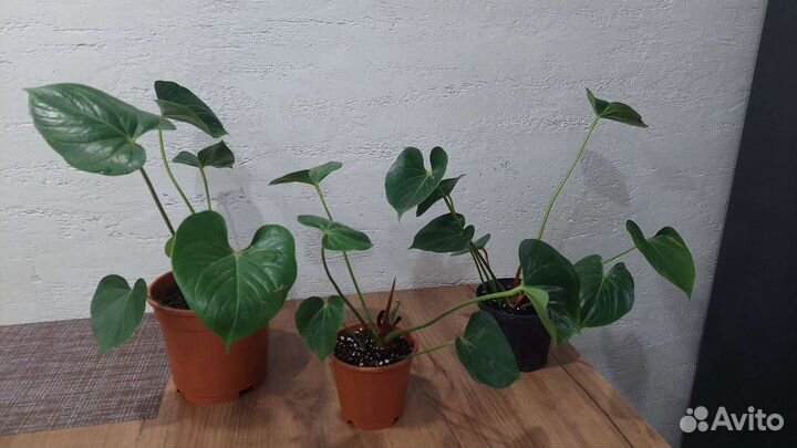 Калатея, равен, маранта, антуриум, Эпифиллум