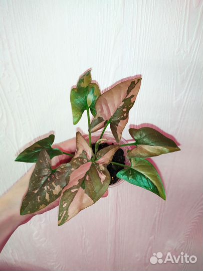 Сингониумы