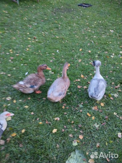 Башкирская утка