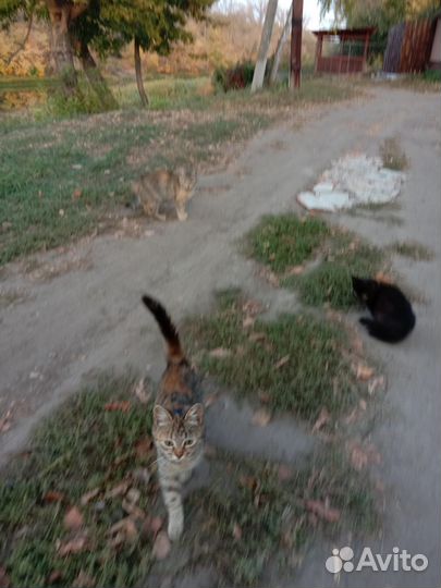 Отдадим котят в добрые руки