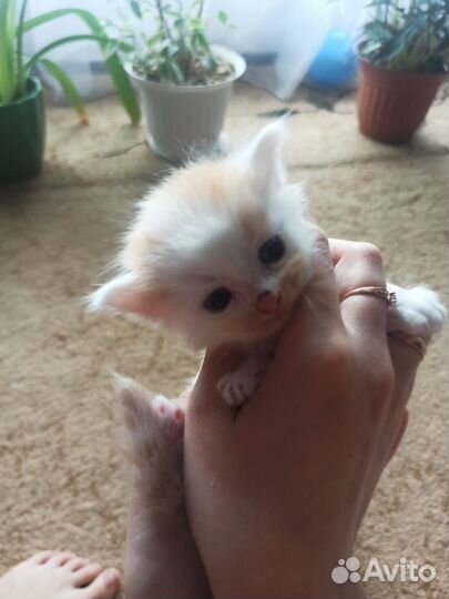 Отдам котят