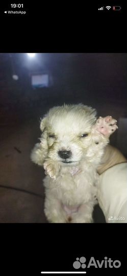 Щенок в добрые руки