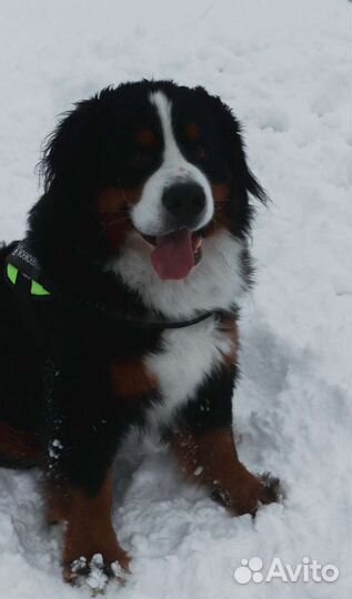 Вязка кобель Бернского зенненхунда