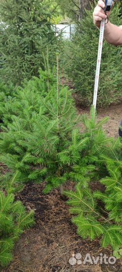 Саженцы ель голубая Глаука, тополь пирамидальный