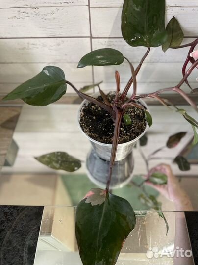 Филодендрон пинк принцесс