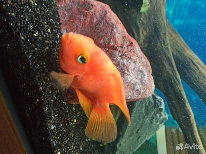 Аквариумные рыбки цихлиды