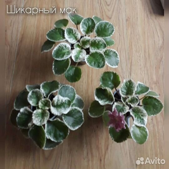 Глоксиния, Фиалки