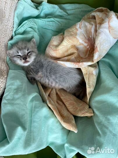 Британская кошка в дар