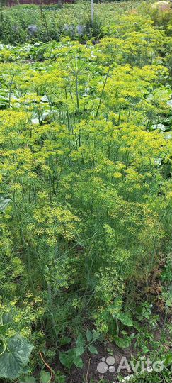 Огурцы домашние в наличии