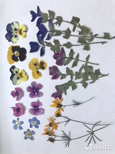 Сухоцветы для творчества