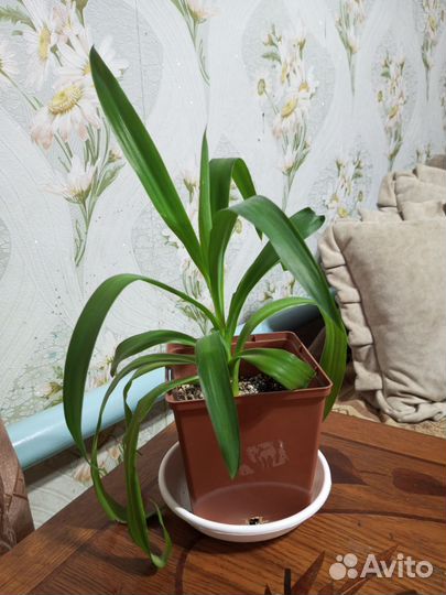 Пальма юкка