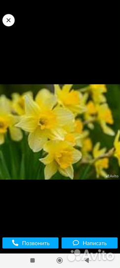 Луковицы нарциссов