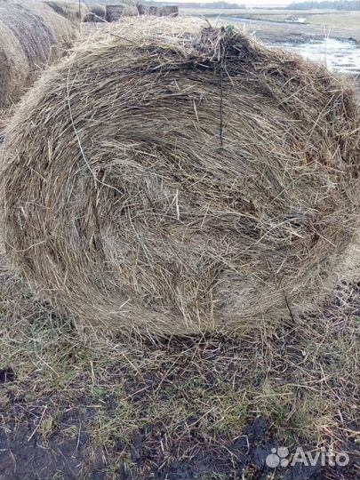 Продам сено в рулонах