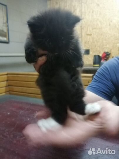 Котята отдам бесплатно