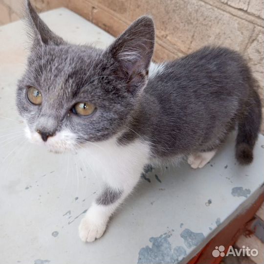 Кошечка в добрые руки