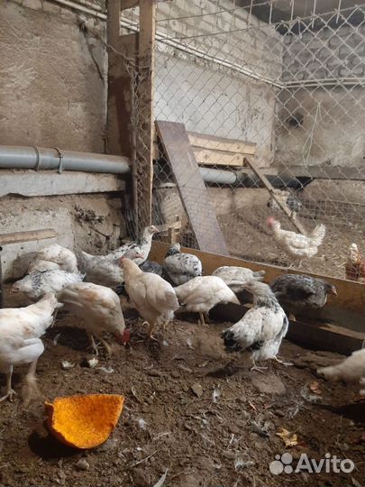 Куры молодки