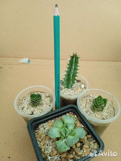 Монадениум