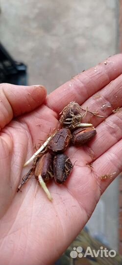 Саженцы кедра корейского