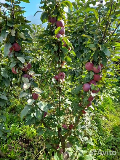 Продам яблоки с погреба