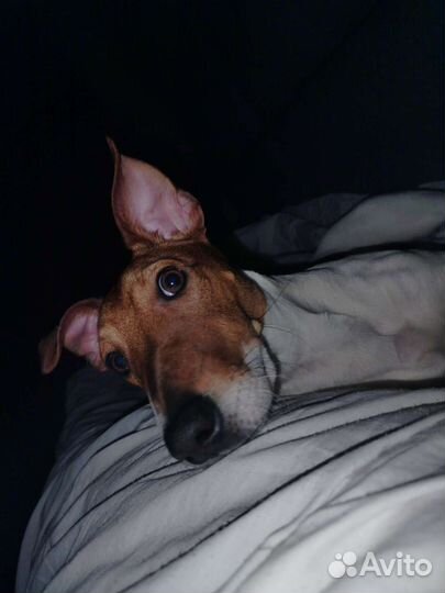 Вязка джек Рассел терьер