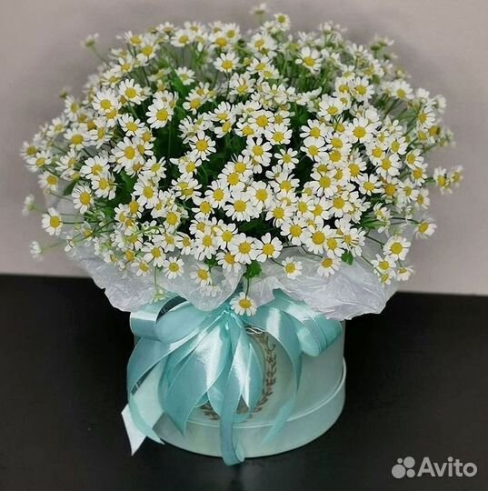 Цветы ромашки