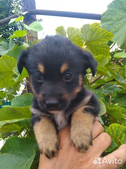 Мальчишки 2 месяцев в добрые руки