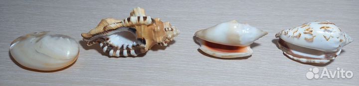 Морские ракушки раковины