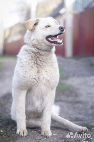 Собака улыбака