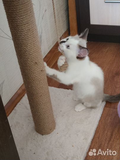 Котенок 2 месяца