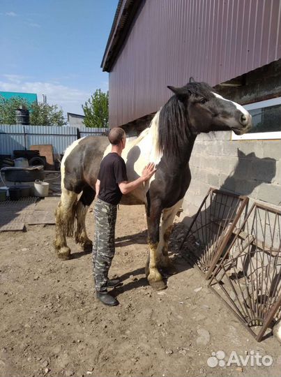 Кобыла Першерон