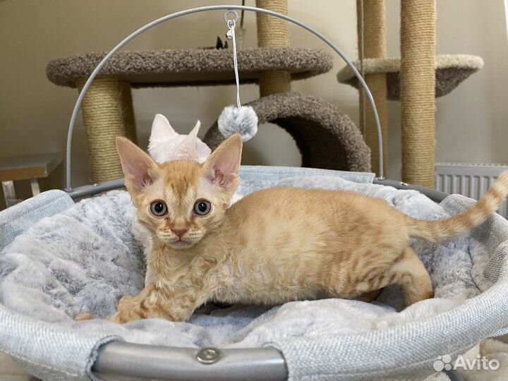 Девон-рекс рыжий Лёлик