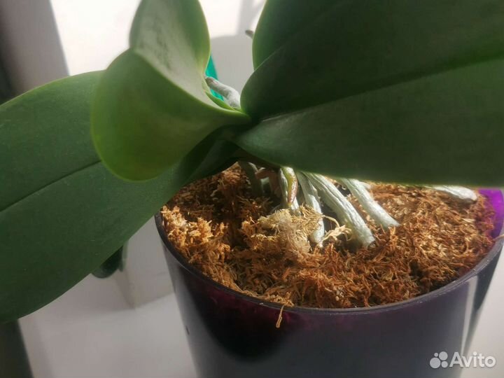 Орхидея дендробиум